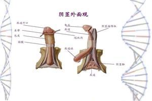 呼和浩特包皮冠状沟图片(冠状沟粘连)